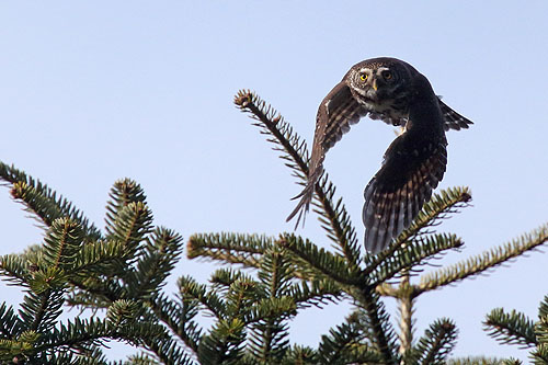 Sóweczka w locie, Pygmy owl in flight Bank zdjęć A&W Bilińscy, www.photovoyage.pl, fotografia przyrodnicza