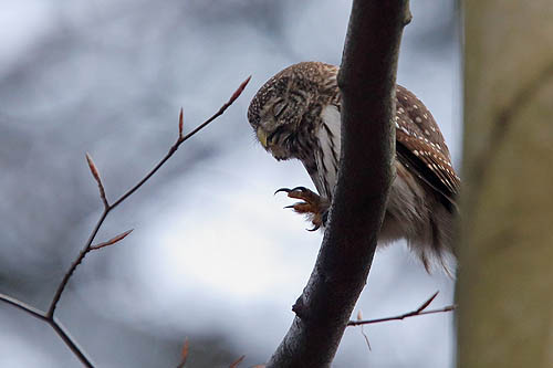 Sóweczka Pygmy Owl. fot A&W Bilińscy, bank zdjęć, fotografia przyrodnicza