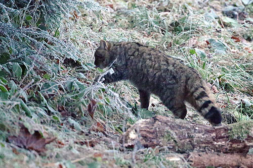 Żbik w Bieszczadach. Wildcat (Felis silvestris) in Bieszczady, Poland Fot A&W Bilińscy, fotografia przyrodnicza, bank zdjęć