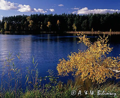 jezioro Wielkie Krzywce, Park Narodowy Bory Tucholskie, Kaszuby