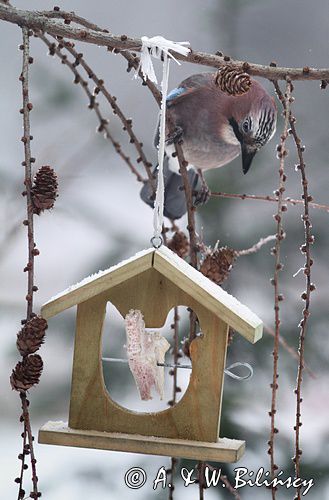 Karmnik dla ptaków i sójka. Bird feeder and Jay.