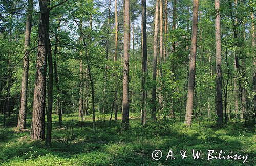 Las mazowiecki, Puszcza Biała, Polska