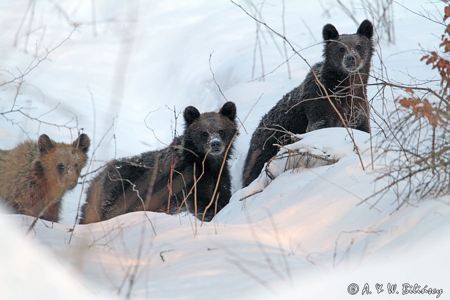 Niedźwiedź brunatny, Ursus arctos, trzy młode