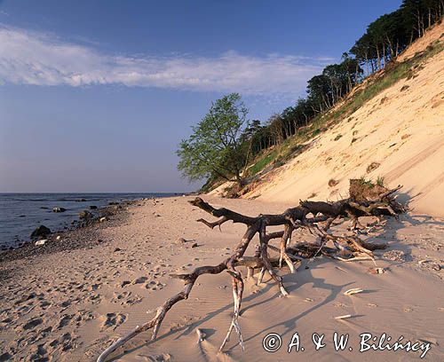 Plaża Wolin, Woliński Park Narodowy, wybrzeże Bałtyku i klif