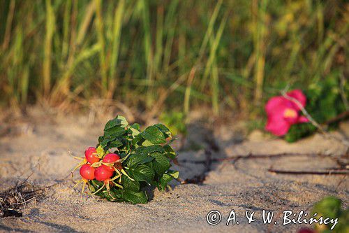 Róża pomarszczona, Rosa rugosa, Bank Zdjęć A i W Bilińscy, fotografia przyrodnicza