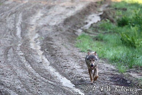 Wilk . Canis lupus. Bieszczady. Fotografia przyrodnicza, fot AiW Bilińscy