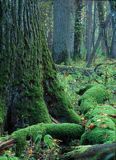 Białowieski Park Narodowy, rezerwat ścisły