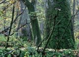 Białowieski Park Narodowy, rezerwat ścisły