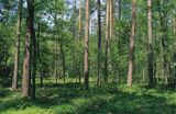 Las mazowiecki, Puszcza Biała, Polska