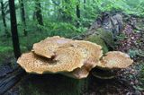 żagiew łuskowata - Polyporus squamosus w bieszczadzkim lesie - buczynie na szlaku Dwernik Kamień, Bieszczady