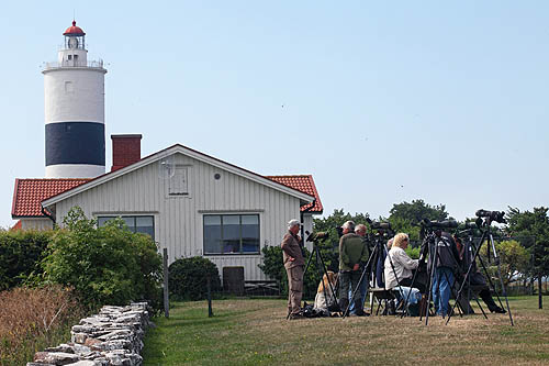 Oland, birdwatching, Sweden