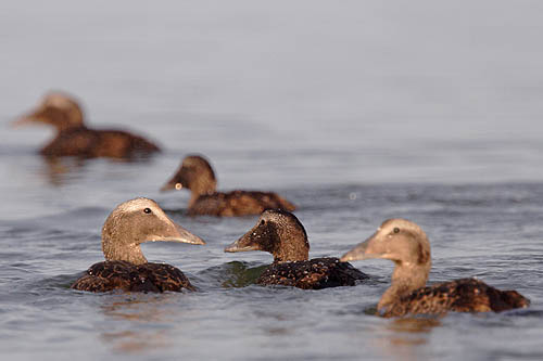 Edredon, samica, Common Eider, female Somateria mollissima, fot A&W Bilińscy, bank zdjęć