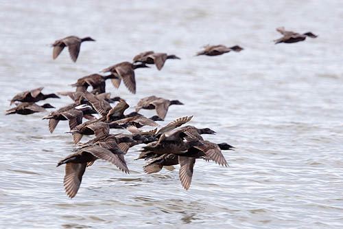 Edredon, samica, Common Eider, female Somateria mollissima, fot A&W Bilińscy