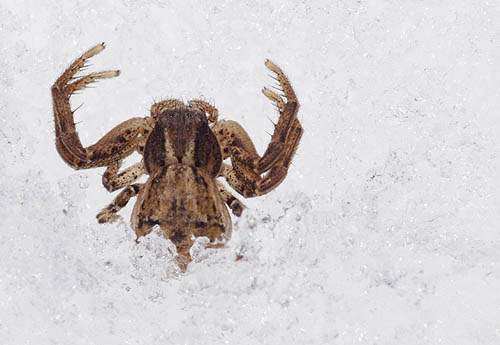 Fauna naśnieżna, Bokochód, Crab spider, Xysticus cristatus Bank zdjęć Bilińscy