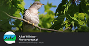 A&W Bilińscy - Photovoyage.pl