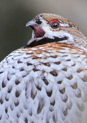 Jarząbek. Śpiew. Hazel grouse. Bank zdjęć. AiW Bilińscy, fotografia przyrodnicza. 