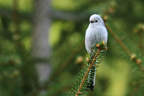 Raniuszek, Long-tailed tit, Aegithalos caudatus, fot. A.& W. Bilińscy, Bank zdjęć