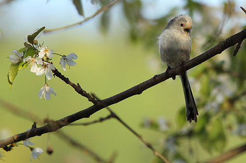 Raniuszek, Long-tailed tit, Aegithalos caudatus, fot. A. & W. Bilińscy, Bank zdjęć