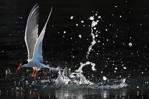 Rybitwa rzeczna Sterna hirundo fot. A.& W. Bilińscy Bank zdjęć