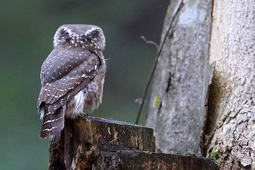 Pygmy owlFalse face, occipital false, false eyes. 