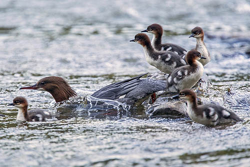 Tracze Mergus merganser. Goosander fot A&W Bilińscy bank zdjeć, fotografia przyrodnicza