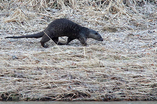 Wydra. Otter. Lutra lutra. fot A&W Bilińscy fotografia przyrodnicza, bank zdjęć