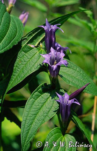 goryczka trojeściowa Gentiana asclepiadea