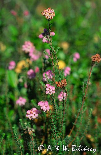 wrzosiec bagienny Erica tetralix)