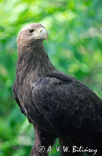 white-tailed sea eagle Haliaetus albicilla