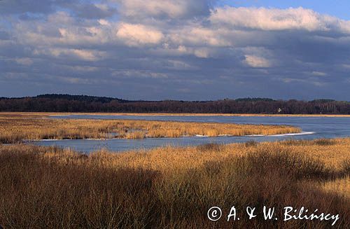 rezerwat jezioro Łuknajno Mazury