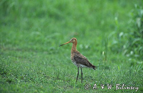 Rycyk, szlamik rycyk, szlamnik rycyk, Limosa limosa