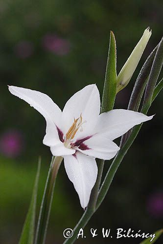 Acidantera dwubarwna - Acidanthera bicolor