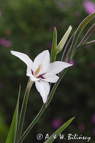 Acidantera dwubarwna - Acidanthera bicolor