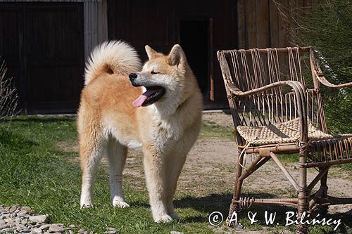 młody pies japońskiej rasy Akita inu