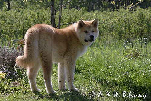 młody pies japońskiej rasy Akita inu