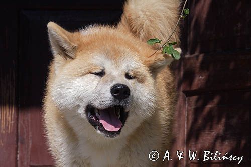 młody pies japońskiej rasy Akita inu