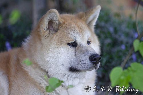 młody pies japońskiej rasy Akita inu