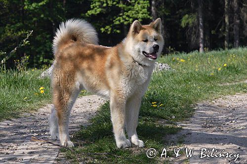 młody pies japońskiej rasy Akita inu