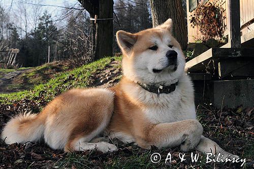 młody pies japońskiej rasy Akita inu