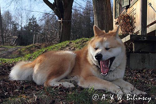 młody pies japońskiej rasy Akita inu