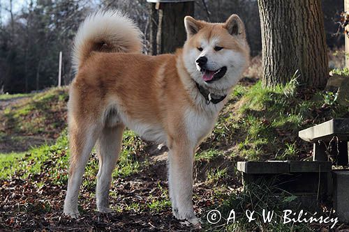 młody pies japońskiej rasy Akita inu