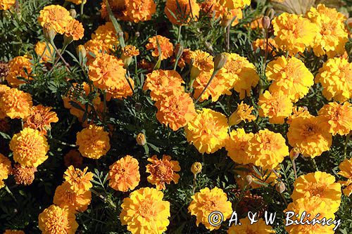 aksamitka, Tagetes