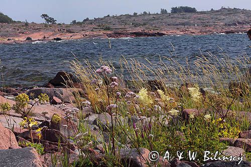 wyspa Rodhamn, Alandy, Finlandia Rodhamn Island, Alands, Finland arcydzięgiel litwor, wiązówka błotna, kozłek Archangelica officinalis, Filipendula ulmaria