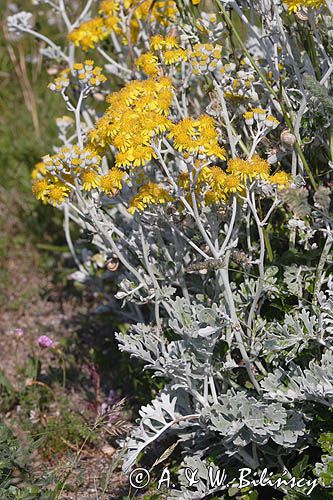 Starzec polny Senecio integrifolius maritimus, wyspa Alderney, Channel Islands, Anglia, Wyspy Normandzkie, Kanał La Manche