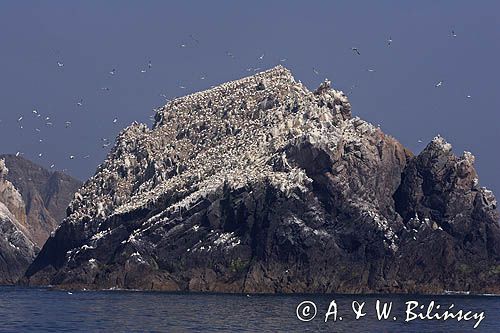 kolonia głuptaków na Les Etacs u wybrzeży wyspy Alderney, Channel Islands, Anglia, Wyspy Normandzkie, Kanał La Manche Morus bassanus L., 1758) , syn. Sula bassana)