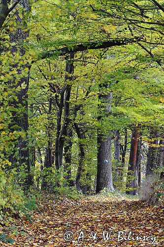 aleja, szlak tyrystyczny koło Witryłowa, Pogórze Dynowskie