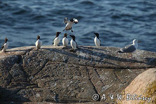 Alki, alka krzywonosa, Alca torda, mewa srebrzysta Larus argentatus