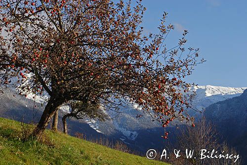 jabłoń, Alpy Francuskie, Rhone Alps, Górna Sabaudia, La Haute Savoie