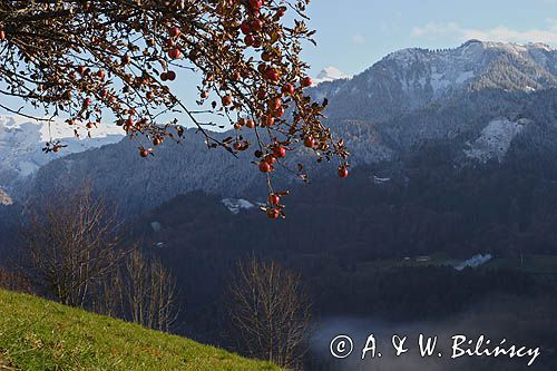 jabłoń, Alpy Francuskie, Rhone Alps, Górna Sabaudia, La Haute Savoie