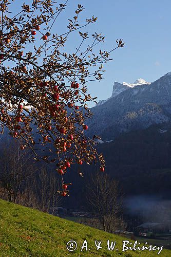 jabłoń, Alpy Francuskie, Rhone Alps, Górna Sabaudia, La Haute Savoie